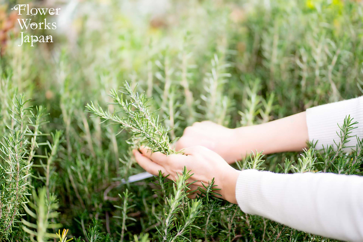 アレンジにも料理にも！万能ハーブ｜ローズマリーの楽しみ方と使い方