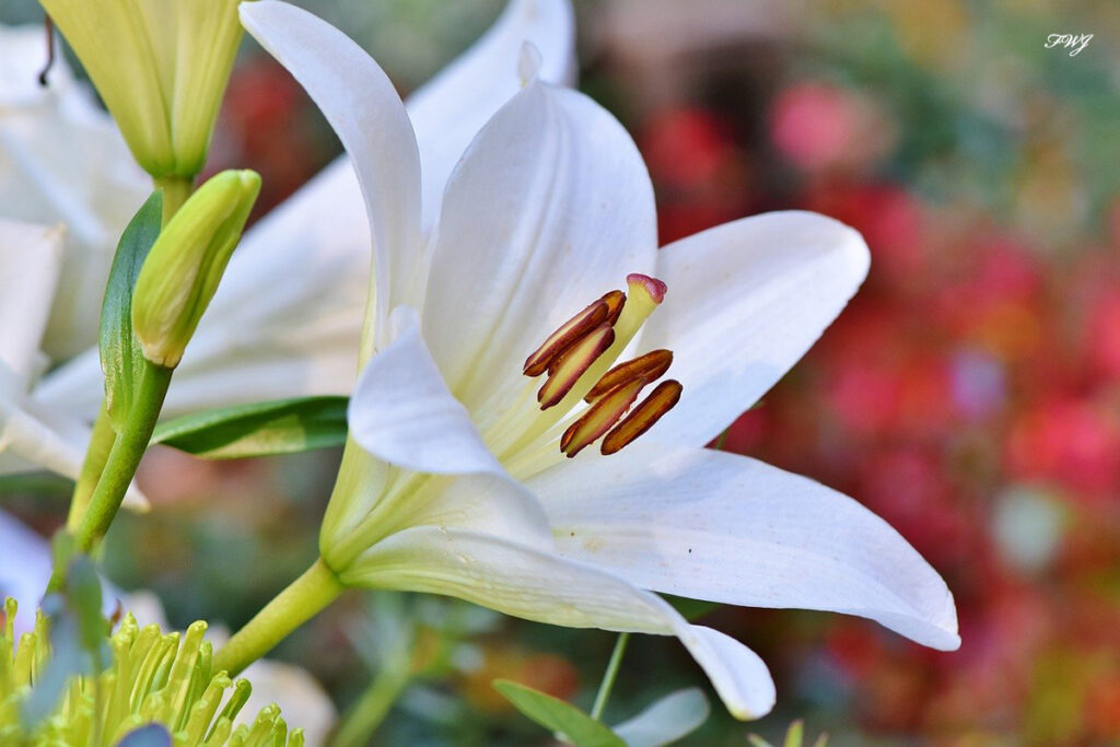 フラワーアレンジメントの基礎 香りのよい花をご紹介します 一般社団法人flower Works Japan