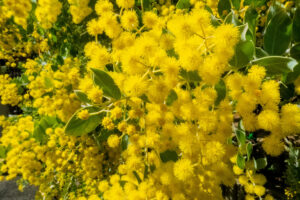 ミモザの種類と育て方|リースやアレンジで楽しむ春の花