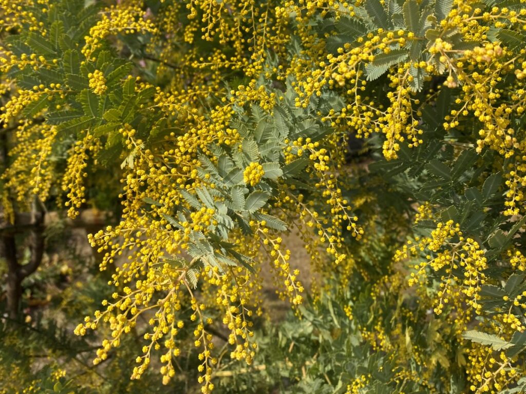 ミモザ、ミモザアカシア、ギンヨウアカシア
